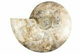 Cut & Polished Ammonite Fossil (Half) - Madagascar #323428-1